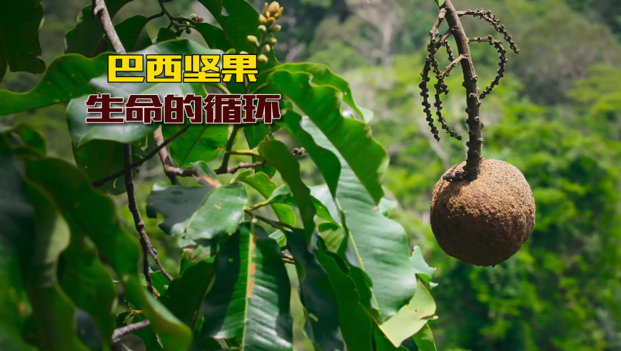四星陨落深潜无声,澳门精准一码资料必开,完美答案解释落实_模拟版V7.87